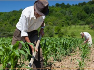 Aposentadoria do Trabalhador Rural: Requisitos, Possibilidades e Impedimentos